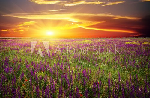 Fototapeta Field with grass, violet flowers and red poppies against sunset