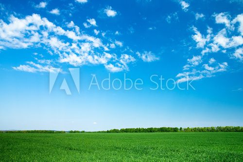 Fototapeta field