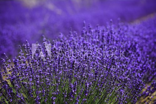 Fototapeta fields of blooming lavender flowers (Provence, France) 
