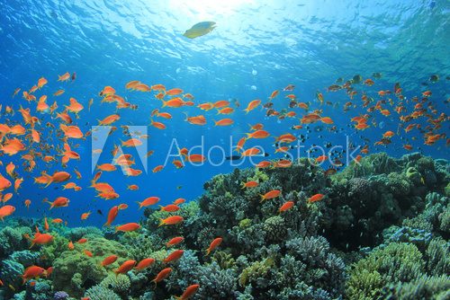 Fototapeta Fish and Coral Reef underwater