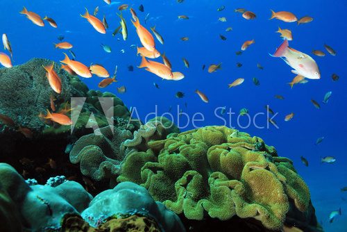 Fototapeta Fish Over Colorful Coral Reef at Crystal Bay, Nusa Penida. Bali, Indonesia