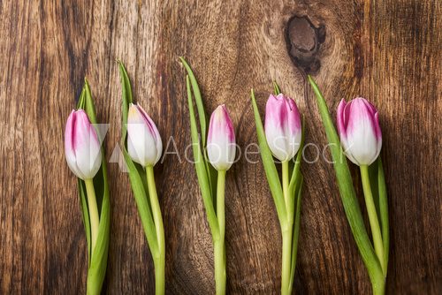 Fototapeta five pink tulips on wooden background