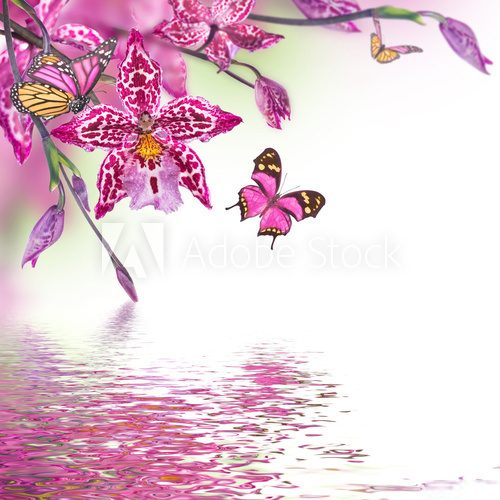 Fototapeta Floral background of tropical orchids, butterfly