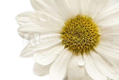 Fototapeta Flower daisy on white background