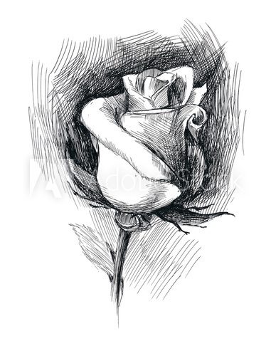 Fototapeta flower sketch