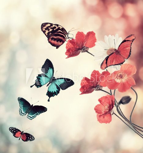 Fototapeta Flowers And Butterflies