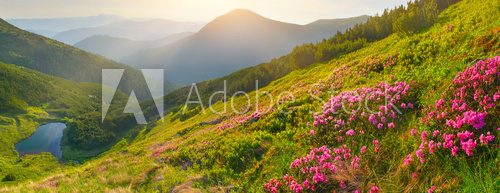 Fototapeta Flowers in summer mountains