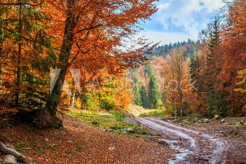 Fototapeta Footpath winding through colorful forest