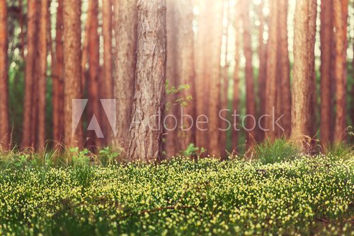 Fototapeta Forest
