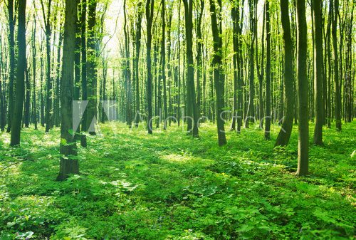 Fototapeta forest green