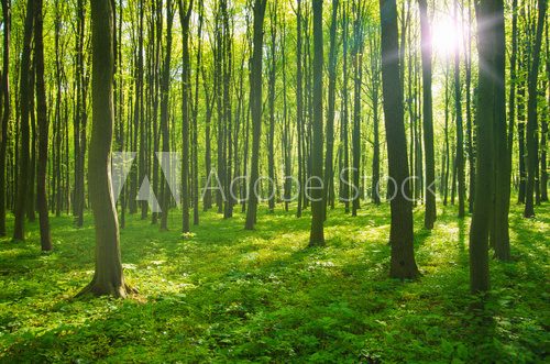 Fototapeta forest in spring