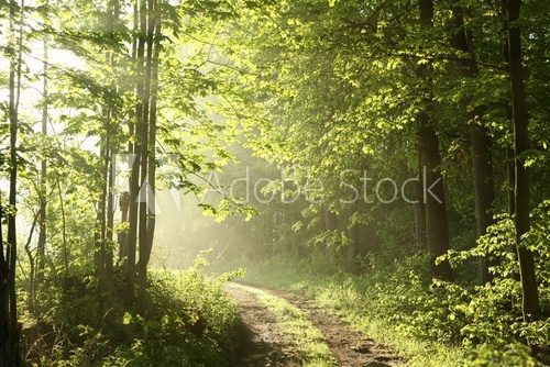 Fototapeta Forest path on a sunny May morning