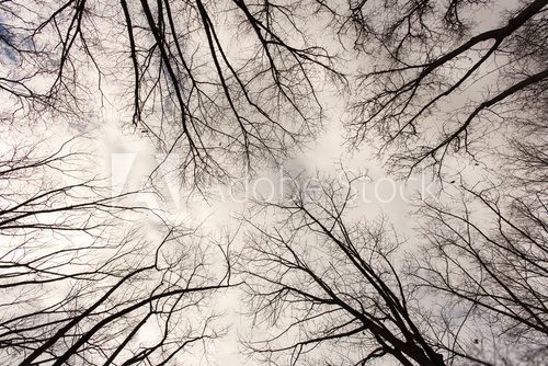 Fototapeta Forest seen from below with rainy clouds