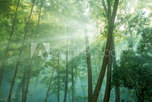 Fototapeta forest trees. nature green wood with sunlight