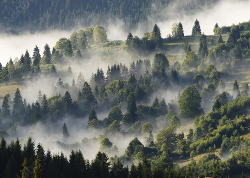 Fototapeta forest with clouds and fog