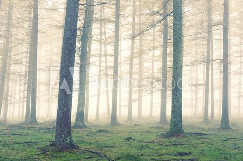 Fototapeta forest with fog and vintage effect