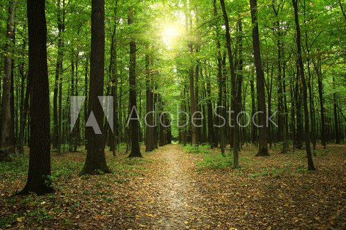 Fototapeta Forest with sunlight