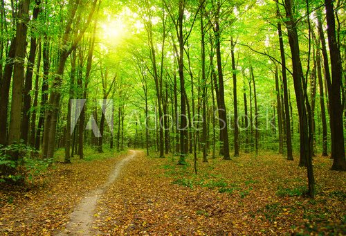 Fototapeta Forest with sunlight