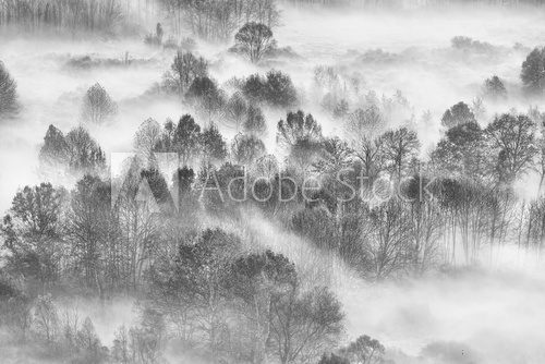 Fototapeta Foresta con nebbia al mattino