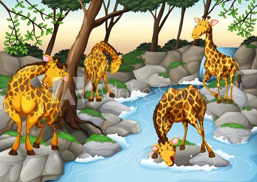 Fototapeta Four giraffes drinking water from the river