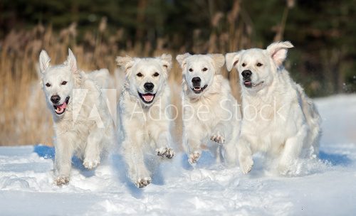 Fototapeta four golden retriever dogs running outdoors in winter