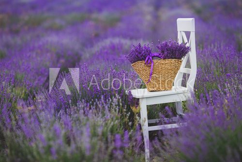 Fototapeta Fragrant blooming lavender in a basket on a lavender field.