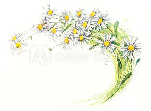 Fototapeta Frame from chamomiles. Bouquet of chamomiles. White flowers background. Watercolor hand drawn illustration