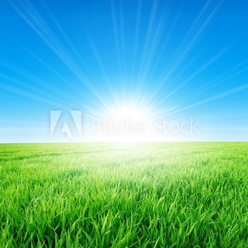 Fototapeta Fresh field of green grass growing slowly under the rising sun
