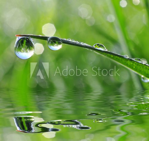 Fototapeta Fresh grass with dew drops close up