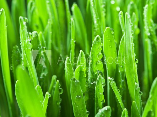 Fototapeta Fresh green grass covered with dewdrops.