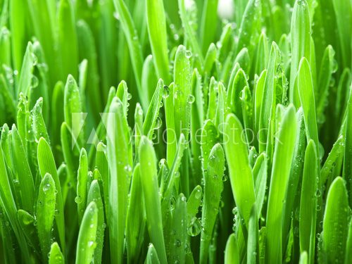 Fototapeta Fresh green grass covered with dewdrops.