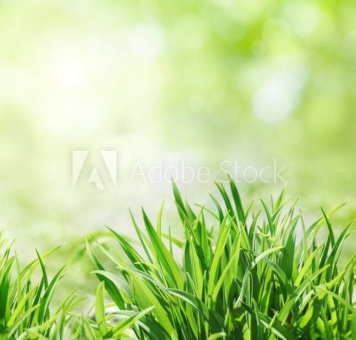 Fototapeta Fresh green grass in sunny day