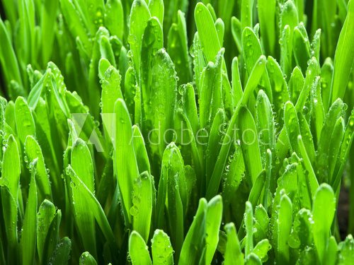 Fototapeta Fresh green grass. Nature background.