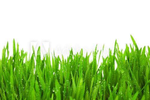 Fototapeta Fresh Green Grass with Drops Dew / isolated on white