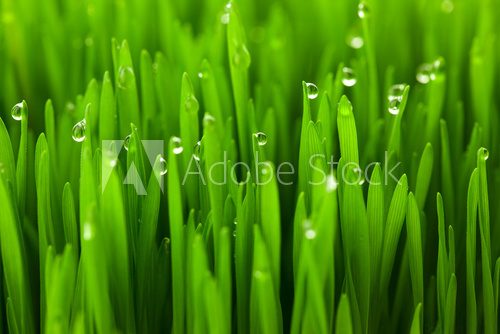 Fototapeta Fresh green wheat grass with drops dew / macro background