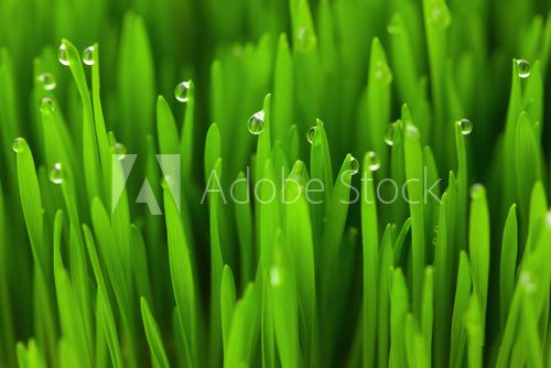 Fototapeta Fresh Green Wheat grass with Drops  / macro background