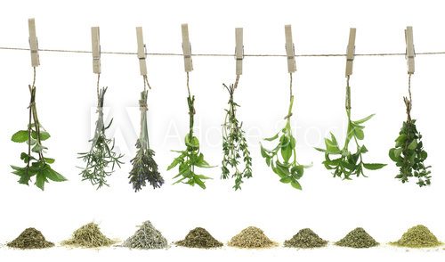 Fototapeta Fresh herbs hanging on a rope