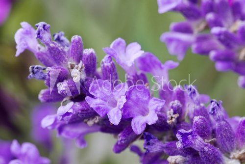 Fototapeta fresh lavender flower close up