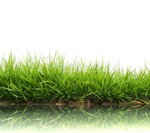 Fototapeta fresh spring green grass