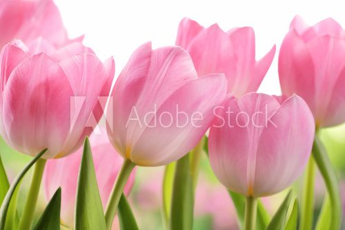 Fototapeta Fresh tulip flowers