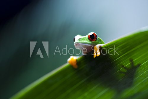 Fototapeta Frog on the leaf 