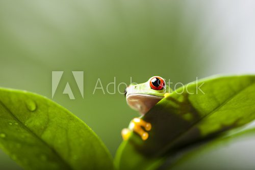 Fototapeta Frog shadow on the leaf 