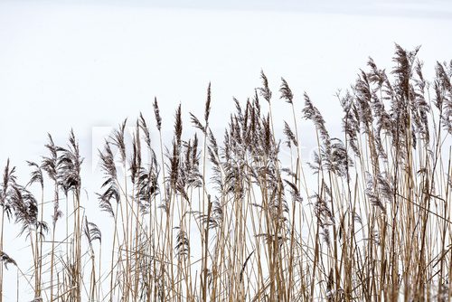 Fototapeta Frozen coastal reed
