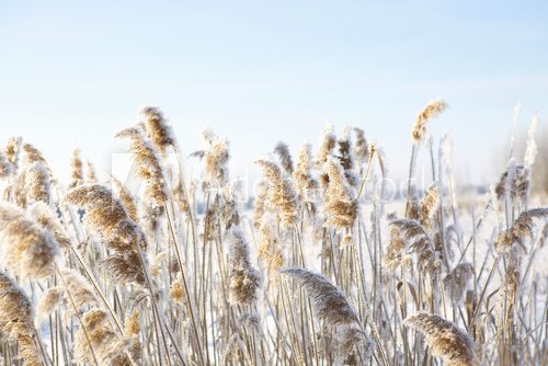 Fototapeta Frozen dry grass.