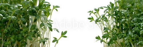 Fototapeta Gartenkresse Querformat Textfreiraum