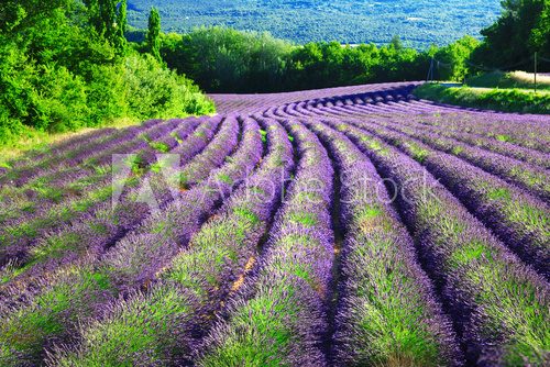 Fototapeta geometry of blooming lavander in Provence