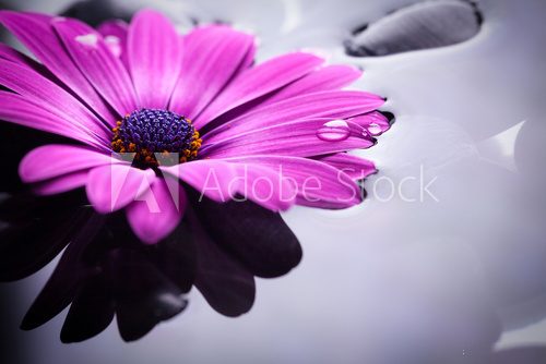 Fototapeta gerbera fucsia