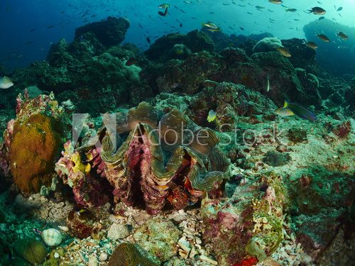 Fototapeta giant clam