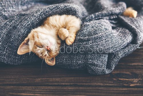 Fototapeta Gigner kitten sleeping