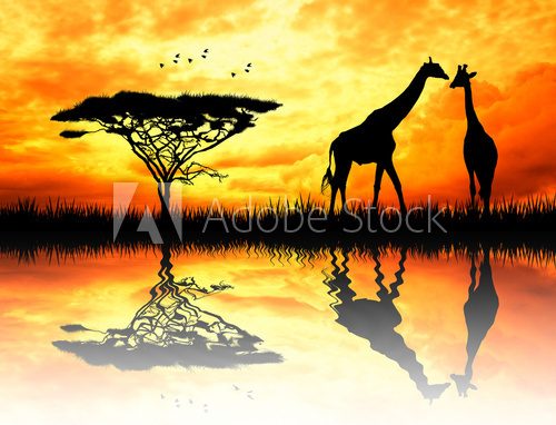 Fototapeta giraffe at sunset